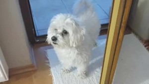 Stratili psa aj peniaze: Manželský pár sa stal obeťou podvodníka