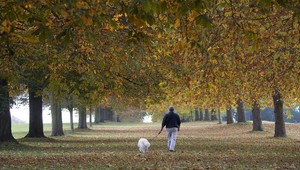 V Topoľčanoch zaútočil bezdomovec na muža. Venčil psa pes vôdzky