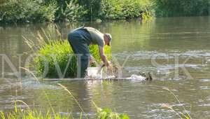 Z Hrona vytiahli už viac ako 5 ton uhynutých rýb. Bioplynovej stanici hrozí pokuta v stotisícoch