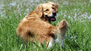 Vyvrcholenie hádok: Sused mi obesil psa, tvrdí Pavol