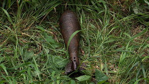 Vodohospodárov prekvapil desivý nález. Pri kontrole našli funkčné míny