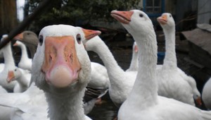 Ak niekomu poviete, že je hlúpy ako hus, mal by to brať ako lichôtku