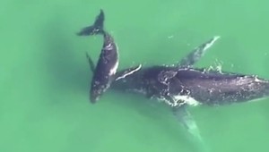 VIDEO: Veľrybie mláďa zachránilo matku pred smrťou