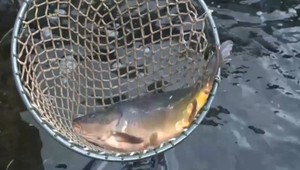 Pre predajcov rýb, kvetov, či koláčov, začalo obdobie Vianoc smutne