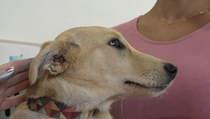 Zemplín bojuje s premnoženými psami: Osveta má zmeniť myslenie ľudí