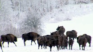 Slovenská rarita. Vystrieľali sme ich, po 300 rokoch sú späť