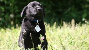 Aj váš pes alebo mačka môže mať alergiu. Takto to spoznáte