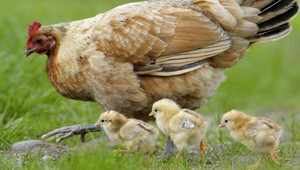 Dobrá správa pre hydinu, blíži sa zákaz masového zabíjania malých kohútov
