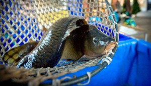 Na Vianoce bude málo kaprov, cenu stanovia po výlove