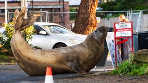 Tuleň Neil sa stal internetovou hviezdou. Obrovské zviera však blokuje dopravu a ničí mesto