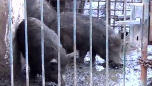 Hluk a smrad trápil obyvateľov obce. Majiteľovi chovu teraz záhadne uhynulo 12 ošípaných