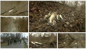 Ekologická havária na Malom Dunaji. Neznáma látka zabila tisícku rýb