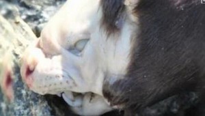 Záhadná príšera z hlbín! Kanaďania našli doteraz neidentifikovateľné monštrum