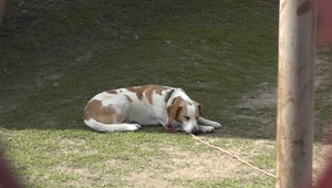 Psíčkari pozor. Slovenskom sa šíri nebezpečná psia choroba