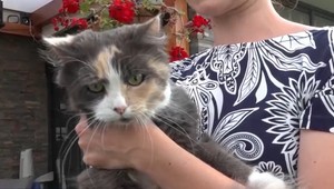 Neznámy strelec pri Prešove: Počet zranených mačiek každým dňom pribúda