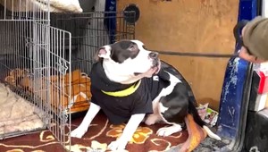 Psa priviazali k mostu a odišli. Vystrašené zviera musela zachraňovať polícia