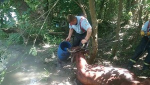 Nezvyčajný zásah hasičov. Z bahna vyťahovali uviaznutú kravu