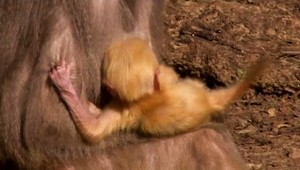 V ZOO sa narodil oranžový paviánik!