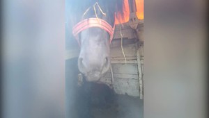 Pri Zvolene zastavovali kamióny. V dodávke sa viezol kôň