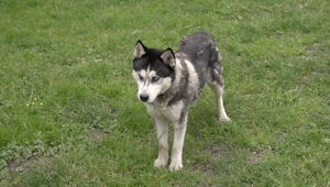 Opakovane týral psov: Muž pôjde do väzenia za kruté zaobchádzanie so zvieratami