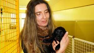 Riešením premnoženia v útulkoch je sterilizácia