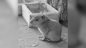 ZOO Bojnice zasiahla tragická udalosť. Obľúbené mláďa kapybary zomrelo