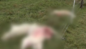 Krvavý útok vlkov pri Poprade. Mužovi ostali oči pre plač, mŕtve ovce našiel aj v blízkosti  domu