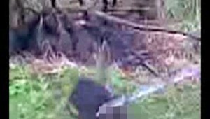 Mladík, ktorý utýral psa, sa dohodol na podmienke