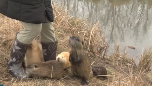 Vystreľuje na nich šípky z fúkačky. Zvieratá potom niekoľko dní trpia a zomrú