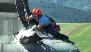 Mláďa bociana uviazlo na kostole, zachránili ho hasiči