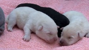 Niekto sa surovo zbavil sučky, ktorá čakala mladé. Mala ale šťastie na dobrých ľudí