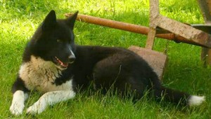 V Bytči sa stratila Diana, má jazvu na spodnom viečku