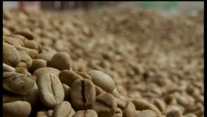 Káva z Monserrate je veľkým umením