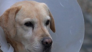 Psa postrelili počas dňa, majitelia nevedia, kto by bol schopný takto ublížiť