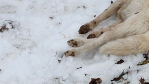 Psa udrel do hlavy, postrelil a podrezal. Mužovi za brutálny čin hrozia tri roky za mrežami