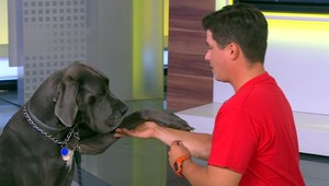 Starého psa sa dá naučiť novým kúskom. Fungujú odmeny, nie tresty