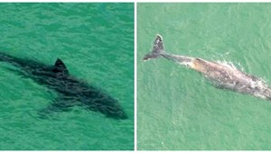 VIDEO. Žralok zabijak sledoval veľrybu, dostal sa až na plytčinu