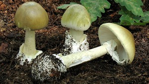 V lese číha smrteľne jedovatý zabijak. Poznáte muchotrávku zelenú? Žene sa jej konzumácia stala osudnou