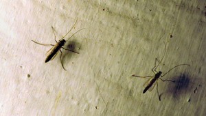 Ohrozenie v známej dovolenkovej krajine Slovákov: Grécko hlási 10 mŕtvych na západonílsku horúčku