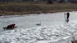 Hasiči zachraňovali primrznutú labuť. Mala na sebe 2 kilogramy ľadu