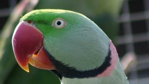 V Bratislave sa stratil papagáj, nálezca dostane odmenu!