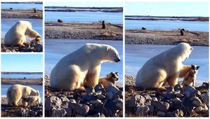 VIDEO, ktoré vás chytí za srdce. Ľadový medveď nežne hladká psa na reťazi
