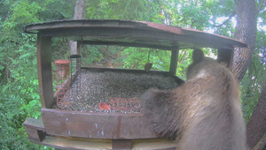 VIDEO: Nečakaný hosť v kŕmidle pre vtáky. Medveď si hľadal niečo pod zub