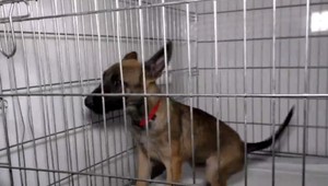 VIDEO: Dobrovoľníčky našli zúboženú fenu v osade v Humennom. Teraz vytvorili domov pre desiatky vyhodených a týraných psov