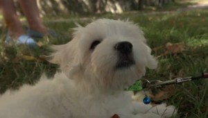 Voľne potulujúci pitbull usmrtil na sídlisku malého psíka. Napadol aj jeho majiteľku