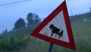 Taxikár vrazil do stáda oviec. Bača sa bráni, pri ceste bola značka