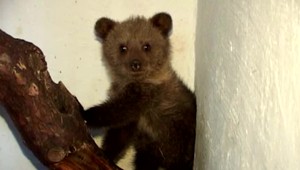 Medveď v kufri auta