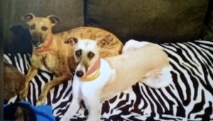 Na východe sa stratili vzácne psy, majitelia za ne ponúkajú odmenu