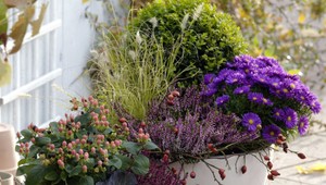 Astry rozžiaria jeseň. Spravte si na balkóne farebný raj