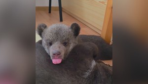 Chcú sa k nim dostať za každú cenu a neváhajú zaplatiť. Záujem o medvieďatá prekročil hranice